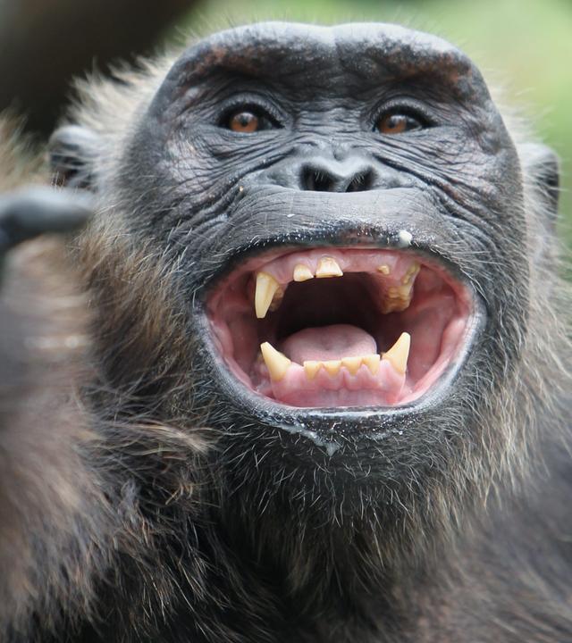 Dokus Lachen Löwenzahn