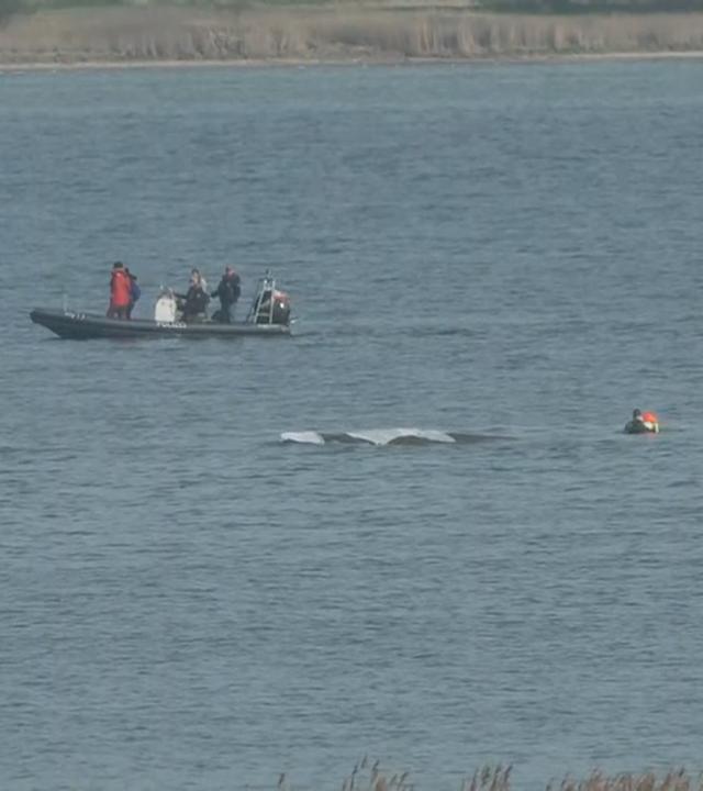 Wal mit Taucher und Boot