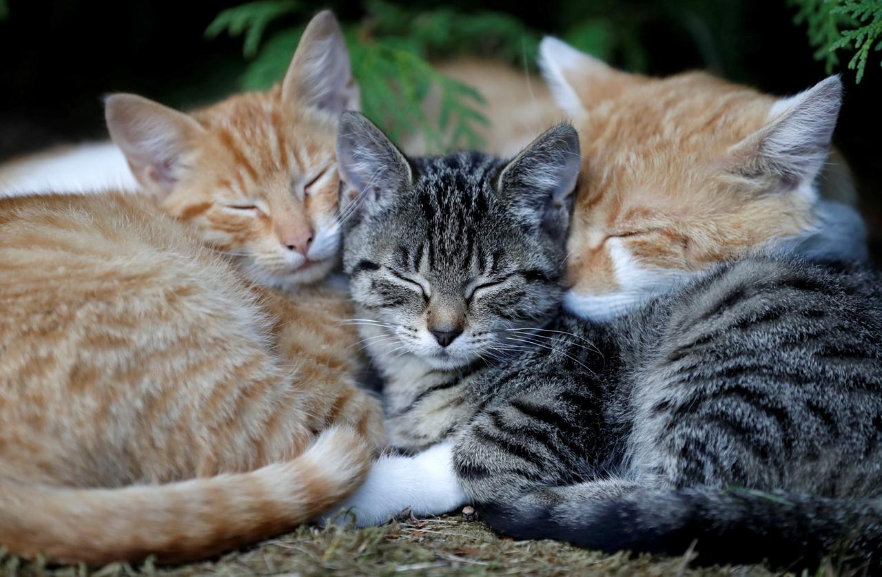 Drei junge Katzen beim Kuscheln
