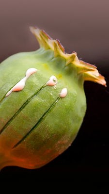 Drogen - Eine Weltgeschichte: Zwischen Rausch und Nahrung