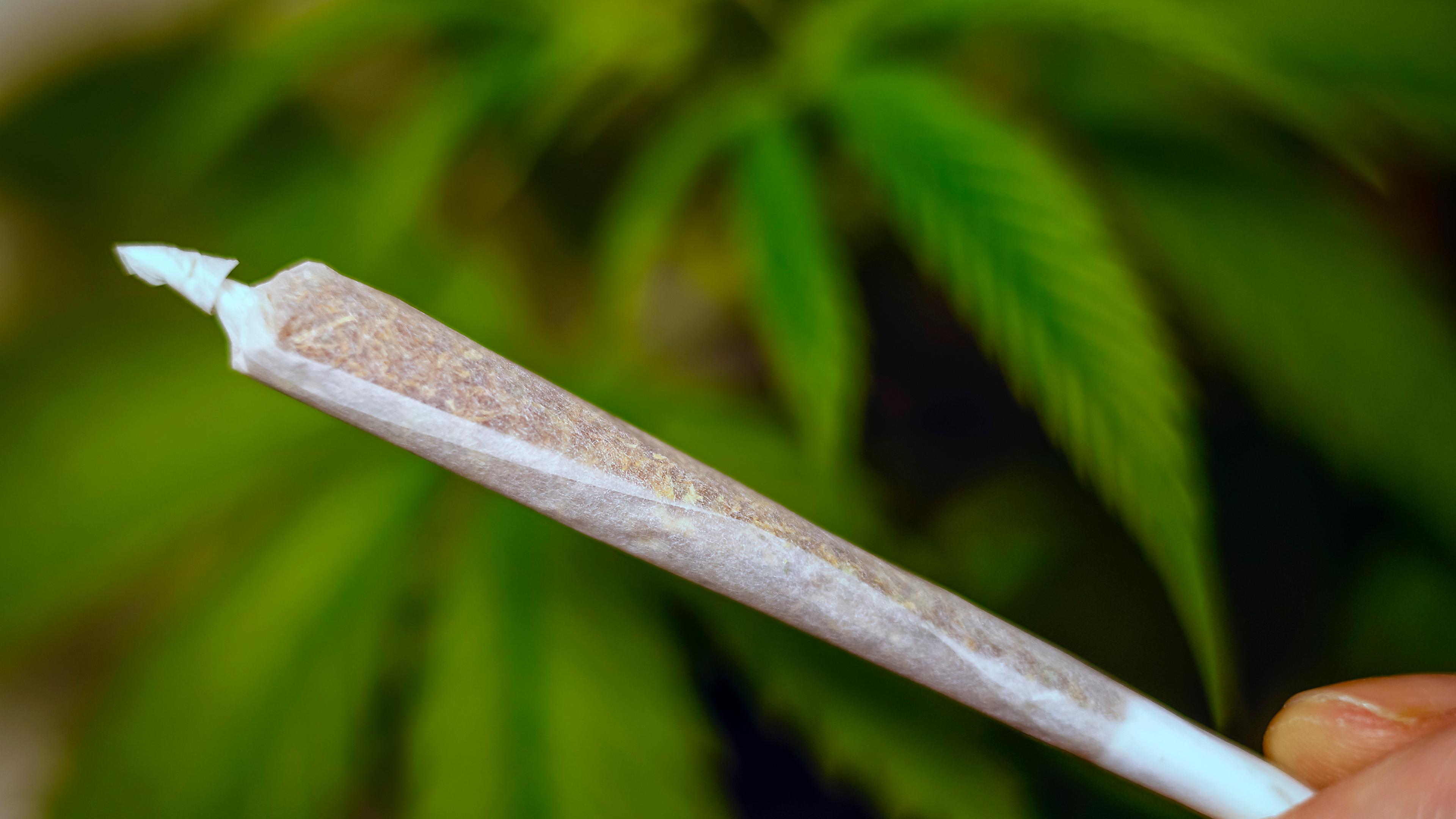 Ein Joint vor einer Cannabis-Pflanze.