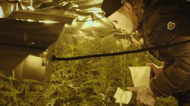 Zdfinfo - Drug Wars: Großbritannien Und Das Cannabis