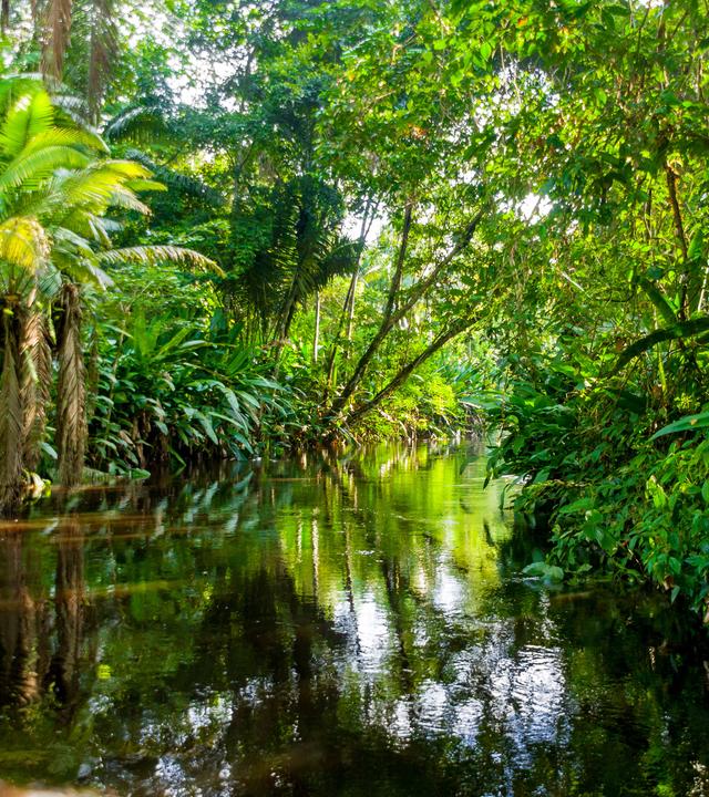 Blick von einem Fluss aus auf einen tropischen Wald.