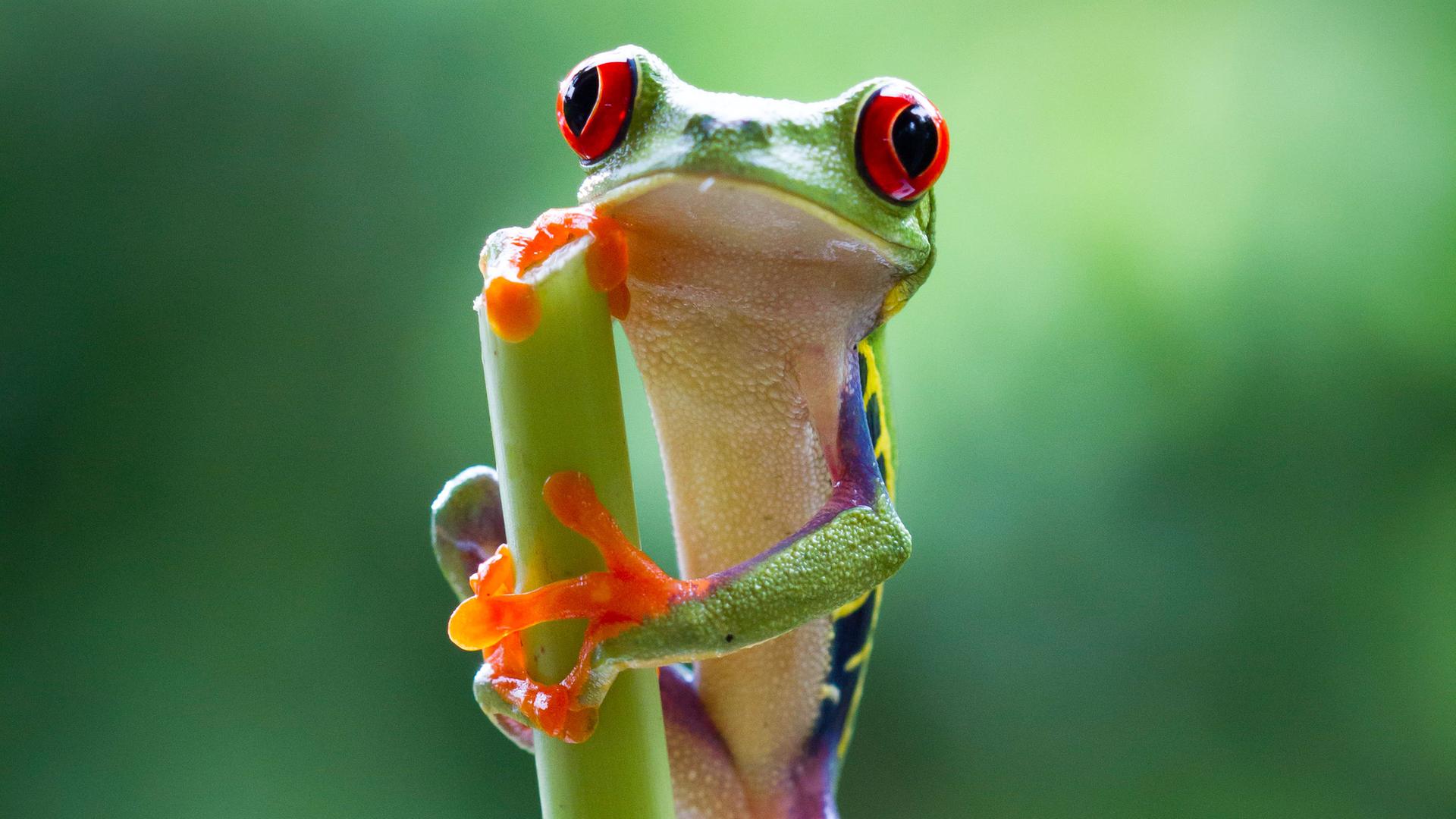 Frosch im Dschungel
