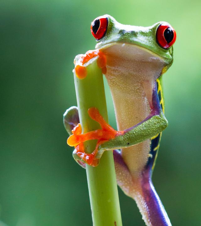Frosch im Dschungel
