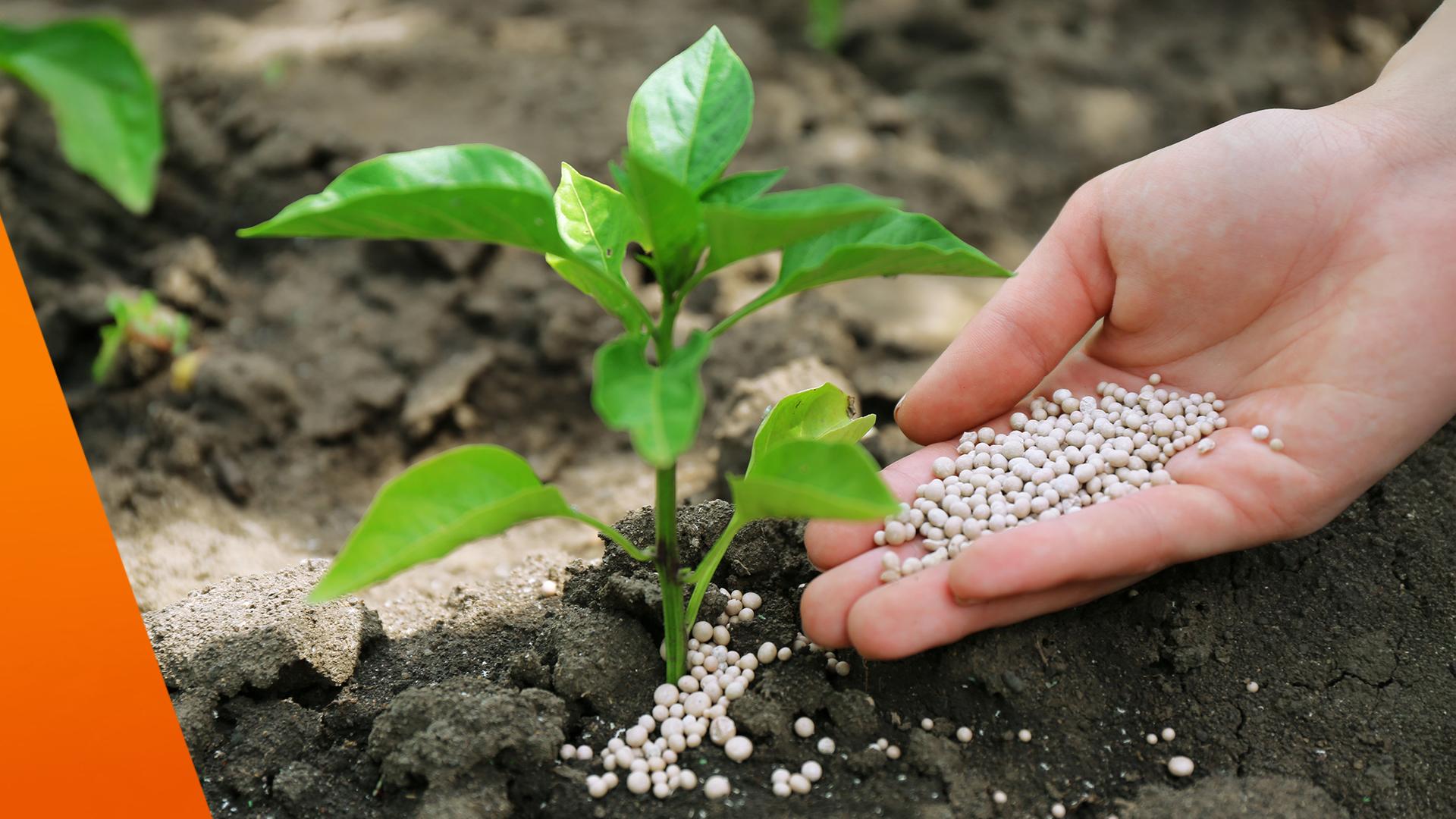 Nahaufnahme eines kleinen grünen Setzlings, der in dunkler, lockerer Erde wächst. Rechts daneben hält eine Hand zahlreiche helle Düngerkügelchen und streut sie rund um die Pflanze auf den Boden, um deren Wachstum zu unterstützen.