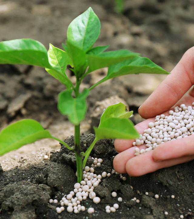 Nahaufnahme eines kleinen grünen Setzlings, der in dunkler, lockerer Erde wächst. Rechts daneben hält eine Hand zahlreiche helle Düngerkügelchen und streut sie rund um die Pflanze auf den Boden, um deren Wachstum zu unterstützen.