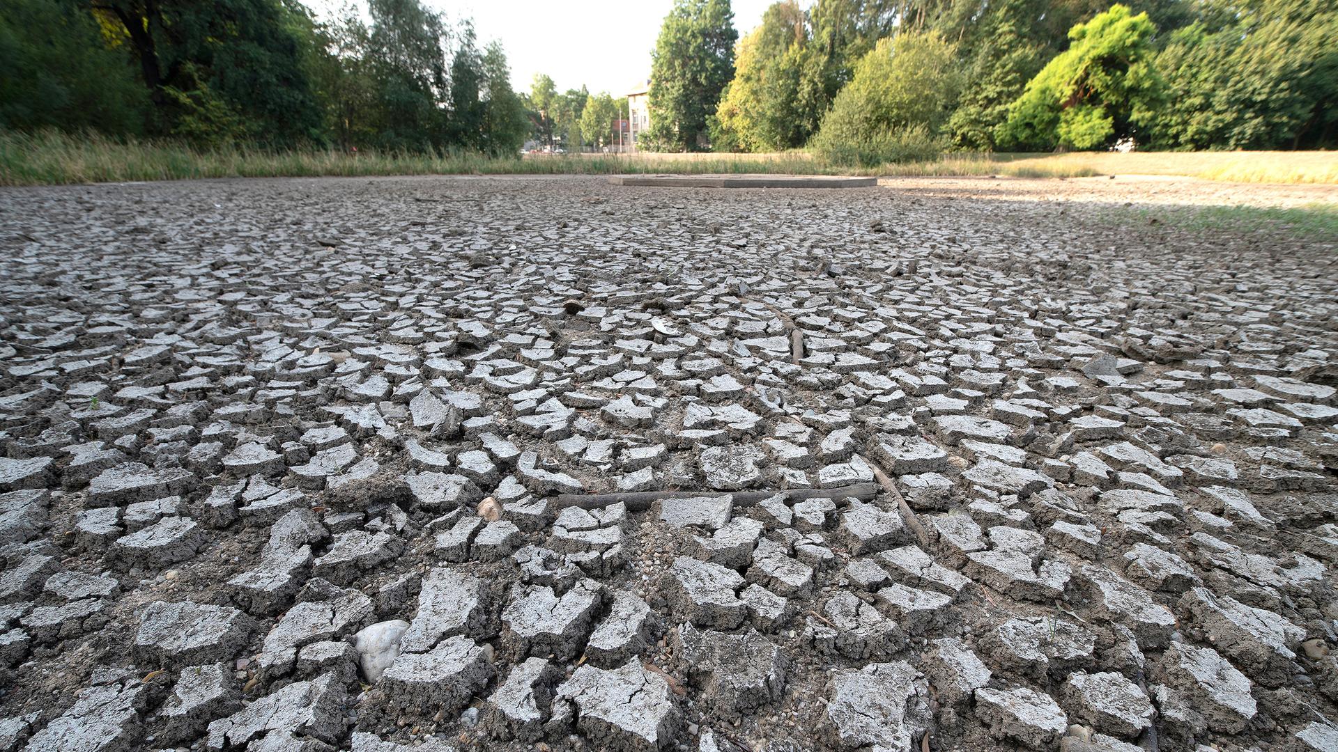 Eine einzelne Maispflanze steht auf einem von Trockenheit, Hitze und Unwettern stark geschädigtem Feld in der Region Hannover am 22.08.2018