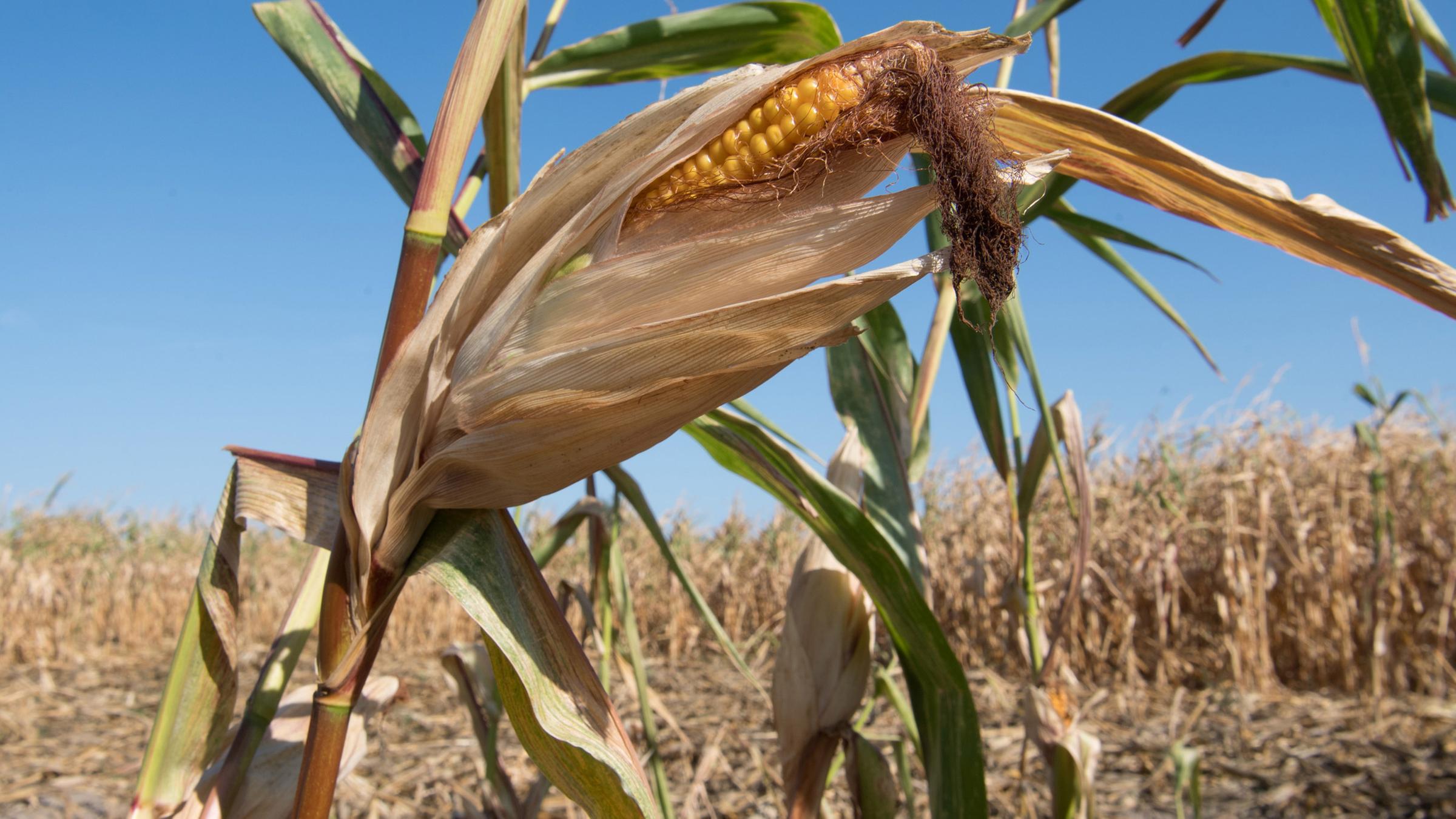  ZDF und 3sat berichten Live vom UN-Klimagipfel in Polen und informieren in Dokumentationen und Magazinsendungen über die Auswirkungen des Klimawandels.