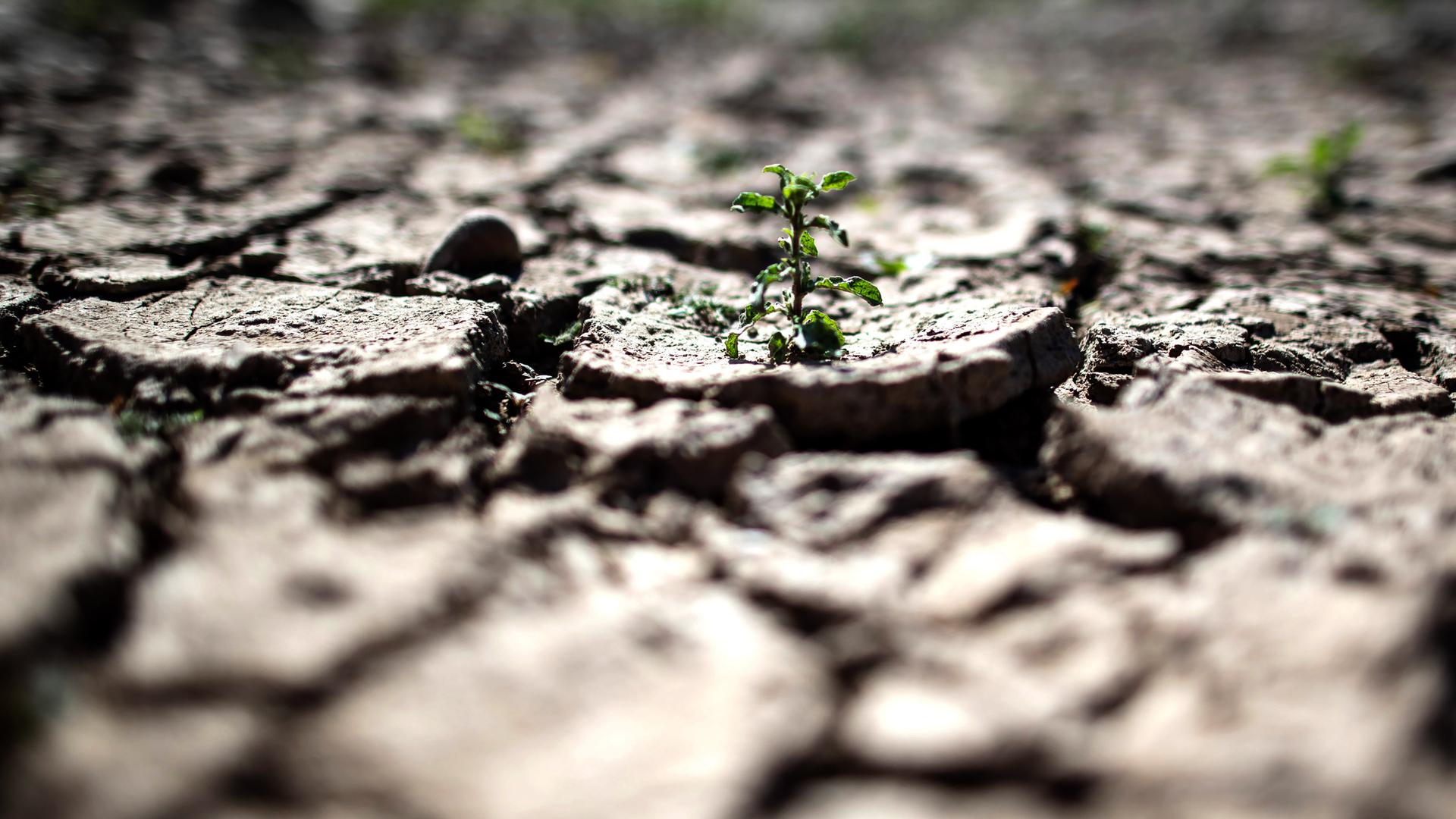Trockene Erdschollen mit einer kleinen grünen Pflanze