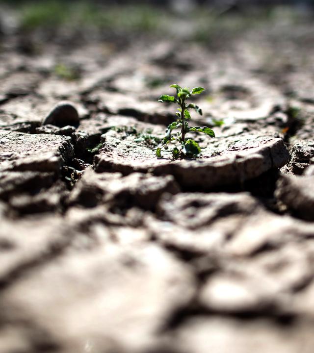 Trockene Erdschollen mit einer kleinen grünen Pflanze