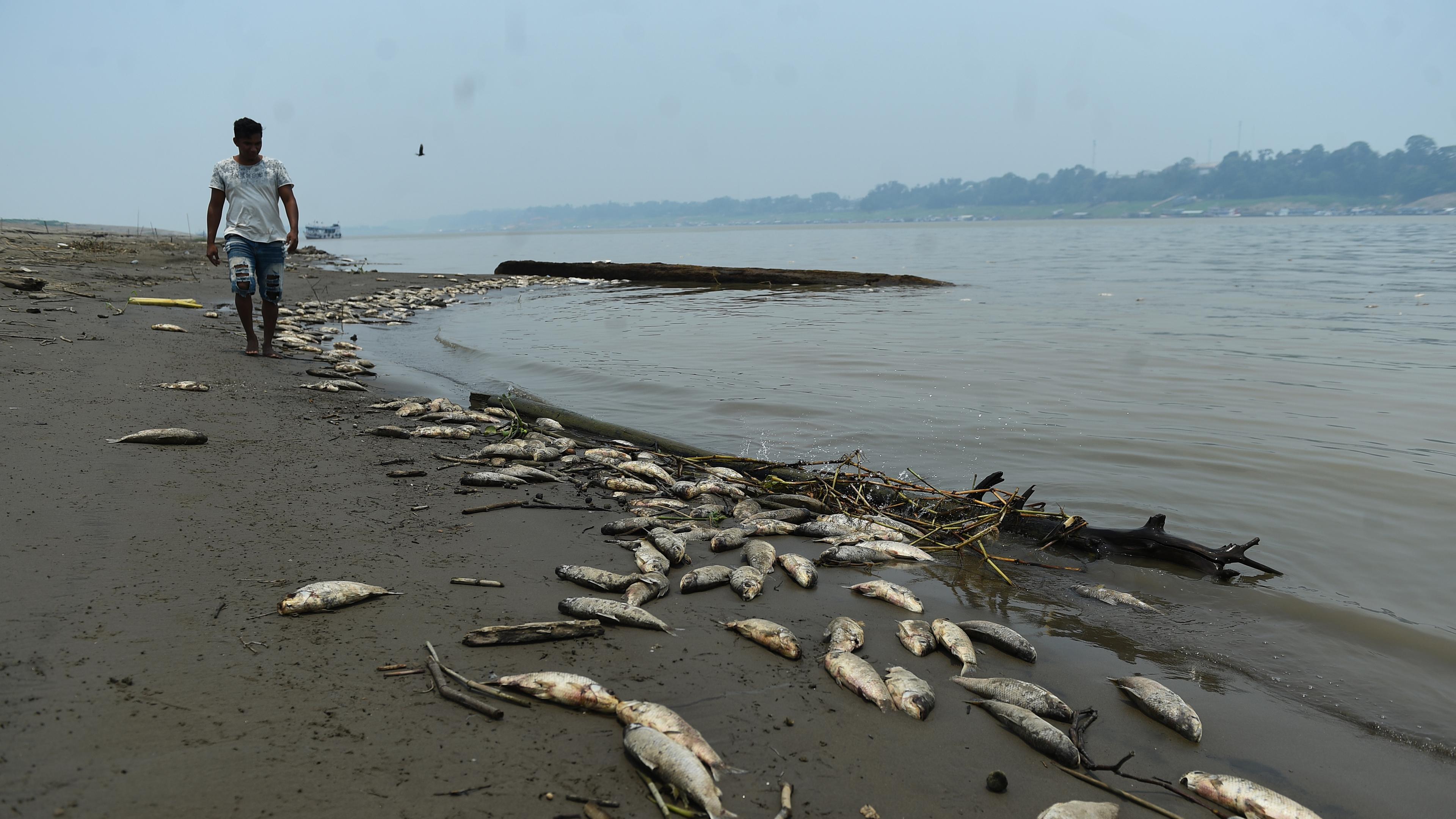 Ein Mann geht an toten Fischen auf einer Sandbank im Fluss Solimoes vorbei, die durch eine schwere Dürreperiode im brasilianischen Bundesstaat Amazonas entstanden ist.