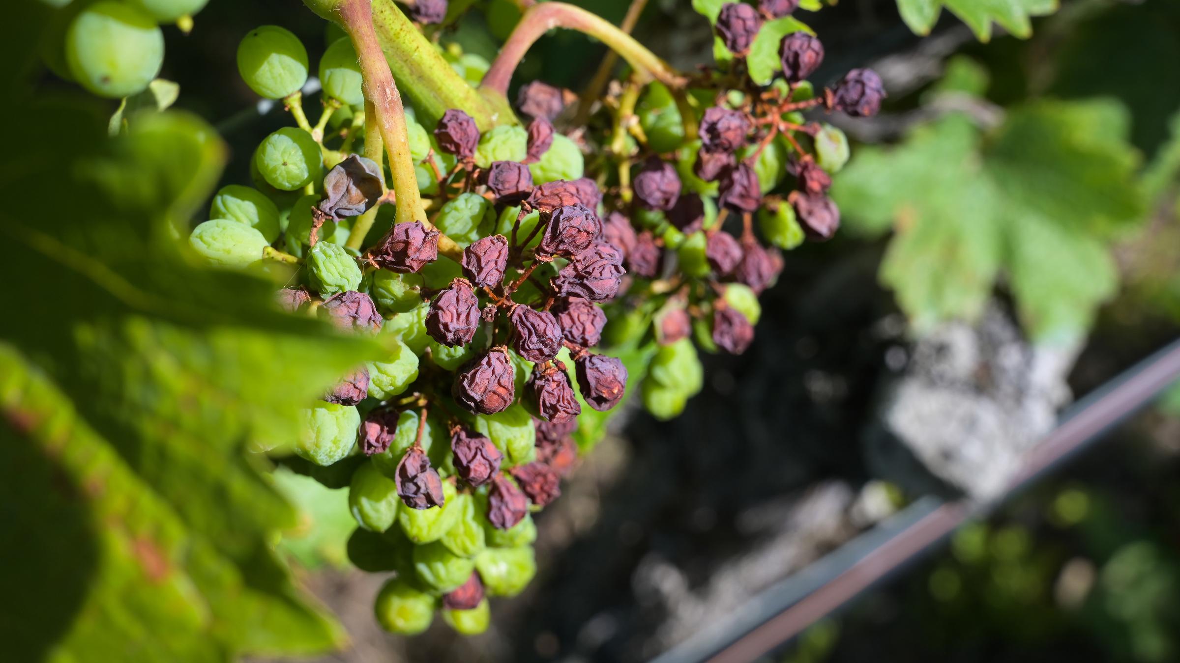  Hitze und Trockenheit verursacht Schäden an den Weintrauben im Herzoglichen Weinberg in Freyburg, aufgenommen am 24.07.2022