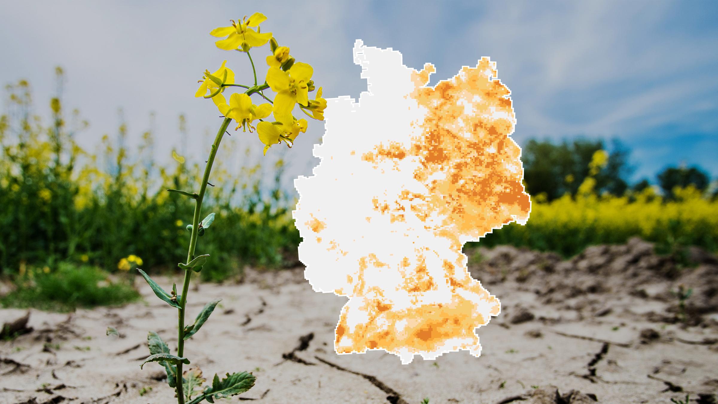 Hitze und wenig Regen im Sommer trocknen die Böden in Deutschland aus. Das aktuelle Ausmaß zeigen Daten des Helmholtz-Dürremonitors. 