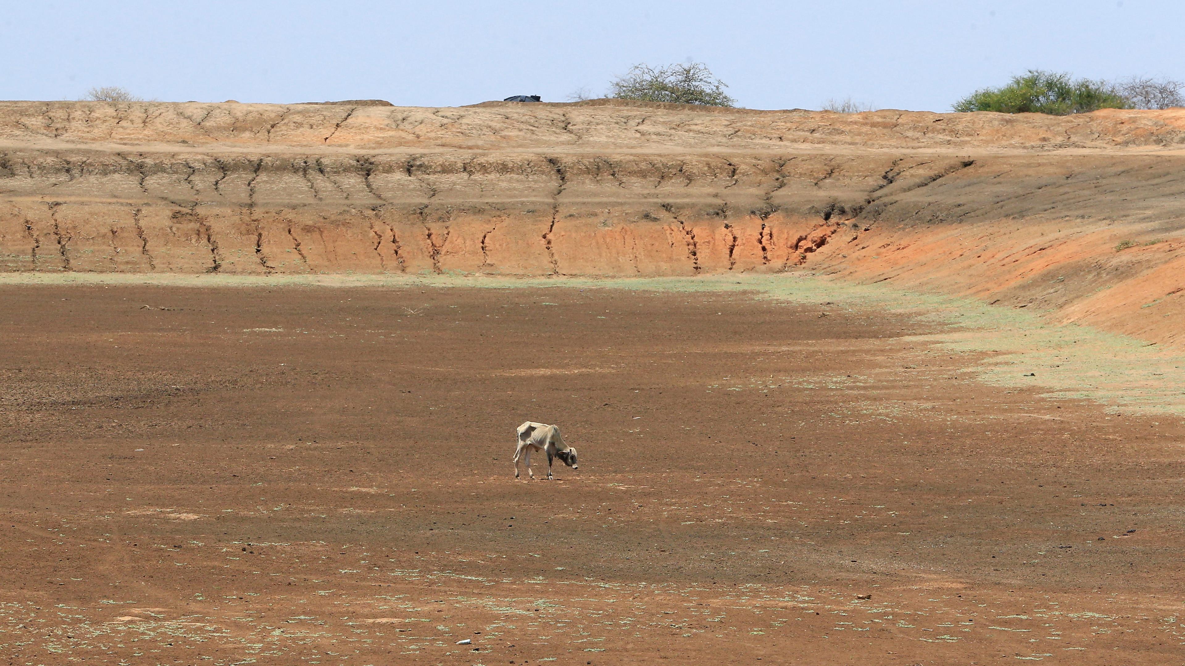 Eine Kuh steht auf ausgetrocknetem Boden, aufgenommen am 01.09.2022 in der Region Mandera (Kenia)