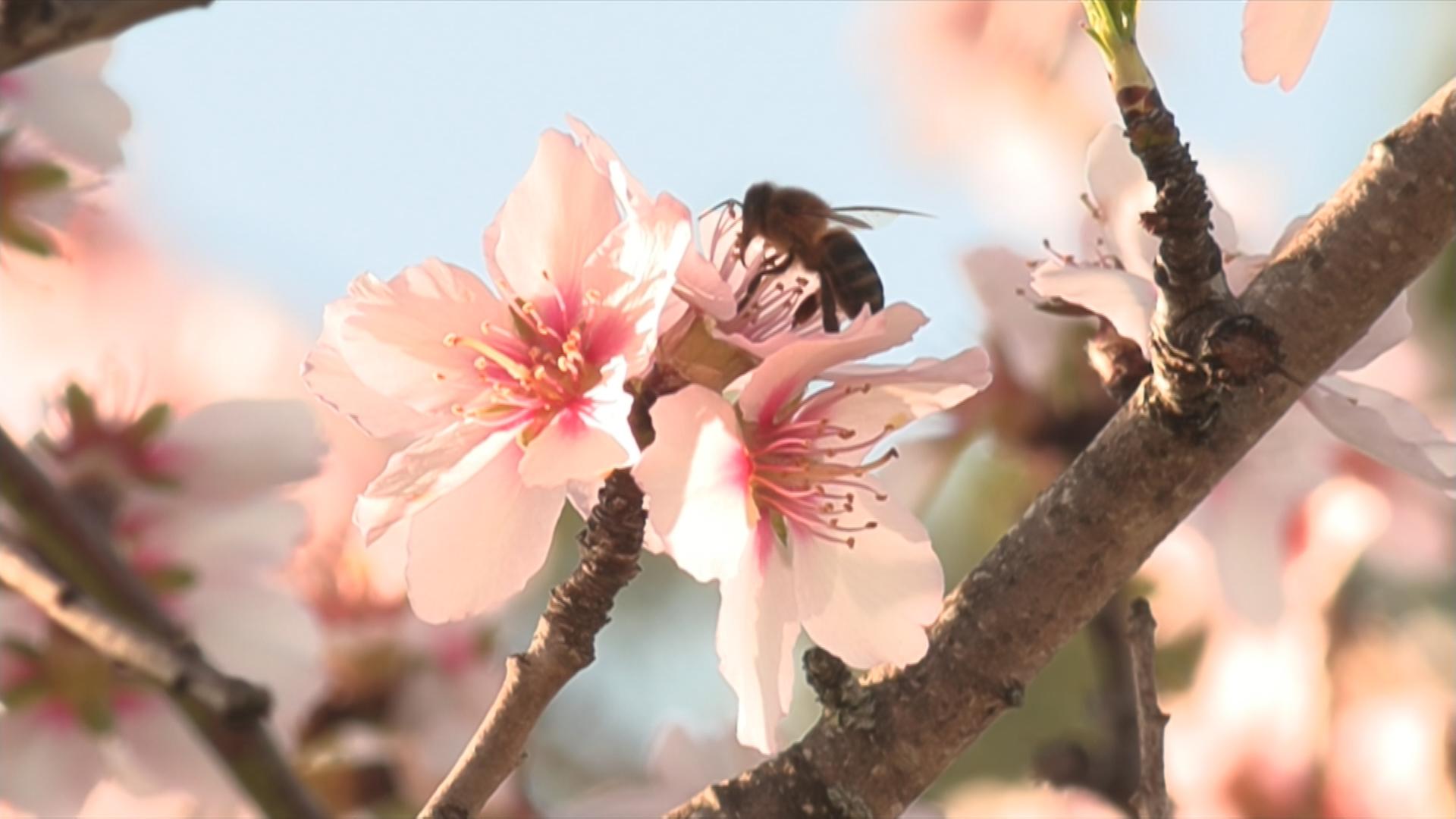 Durstige Mandeln an der Algarve