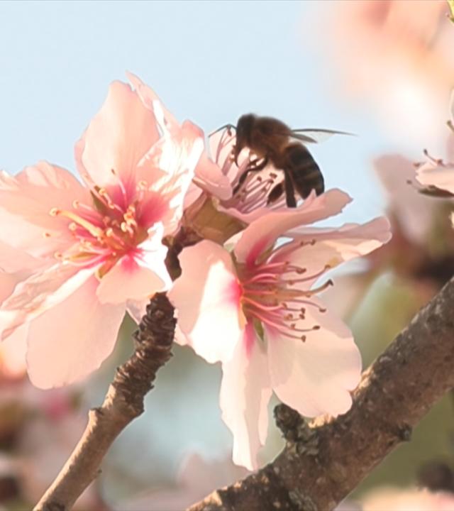 Durstige Mandeln an der Algarve