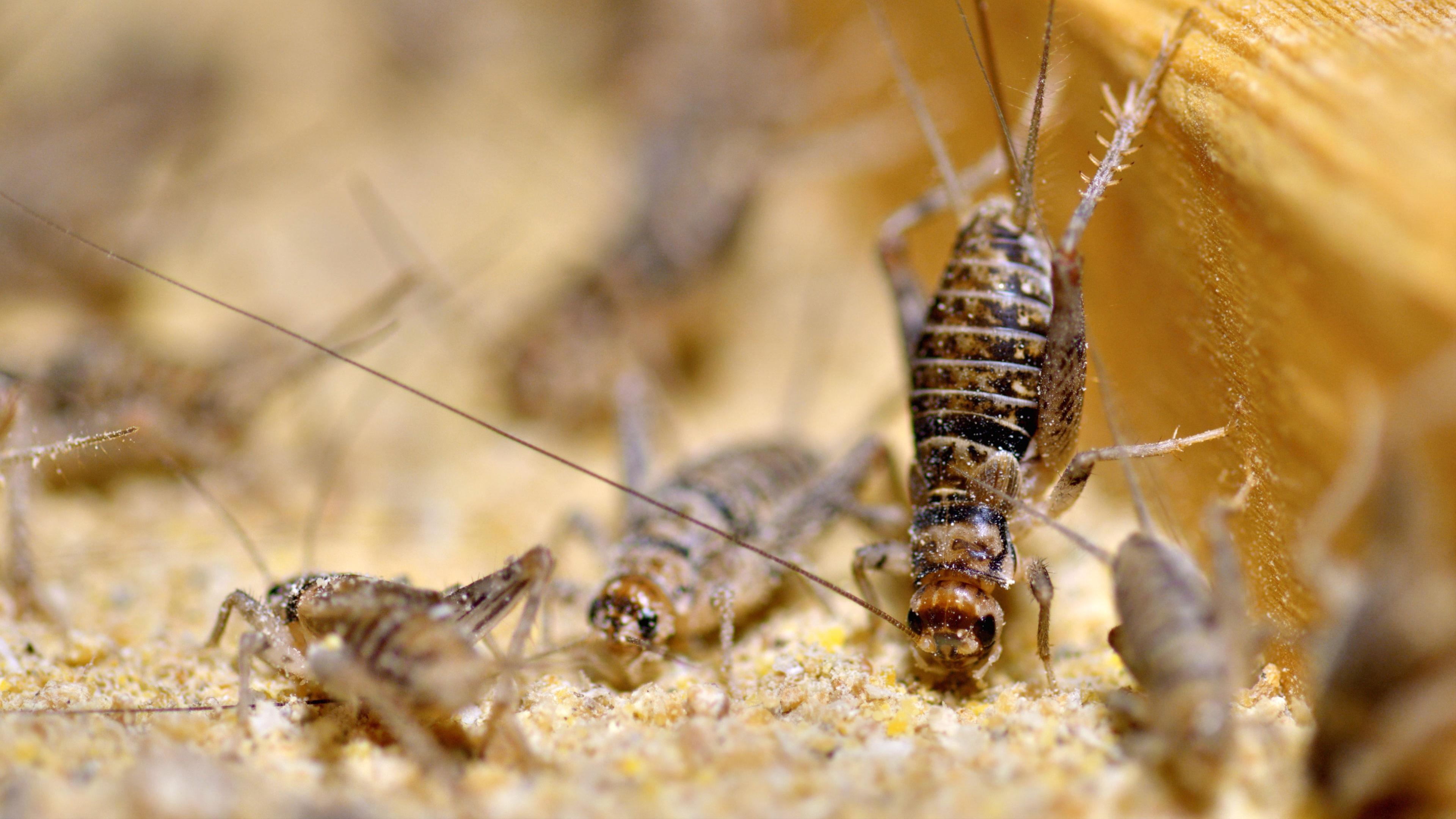 Einige Insekten befinden sich in einem mit Sägemehl gefüllten Gefäß.