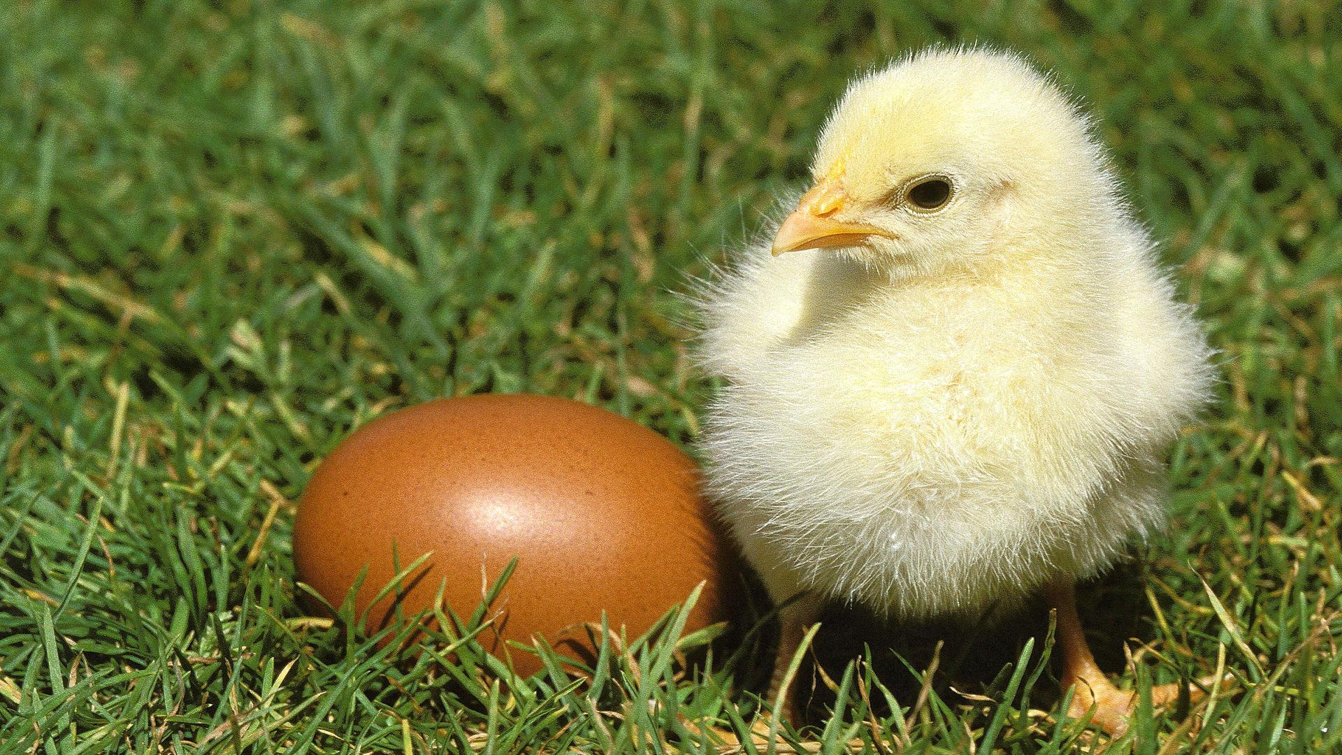 Ein Küken mit Ei steht im Gras