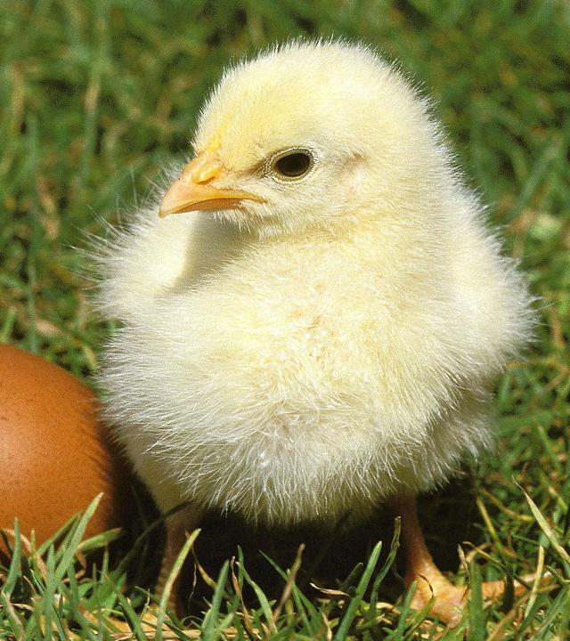 Ein Küken mit Ei steht im Gras