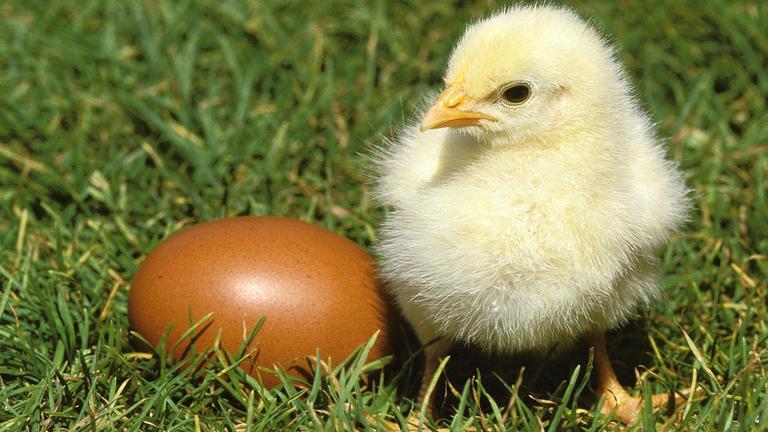 Ein Küken mit Ei steht im Gras