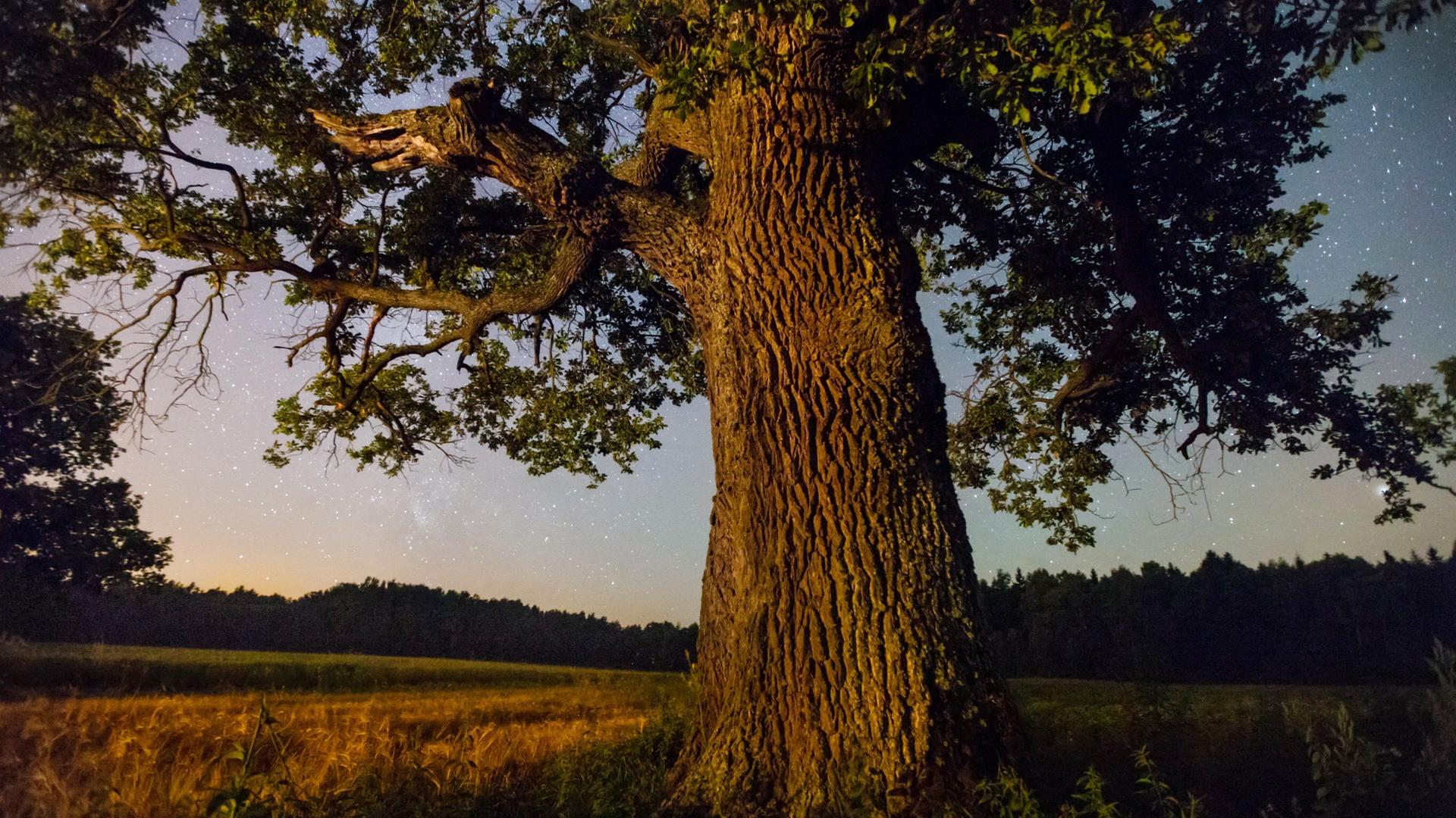 BühneL: Eiche in der Dämmerung