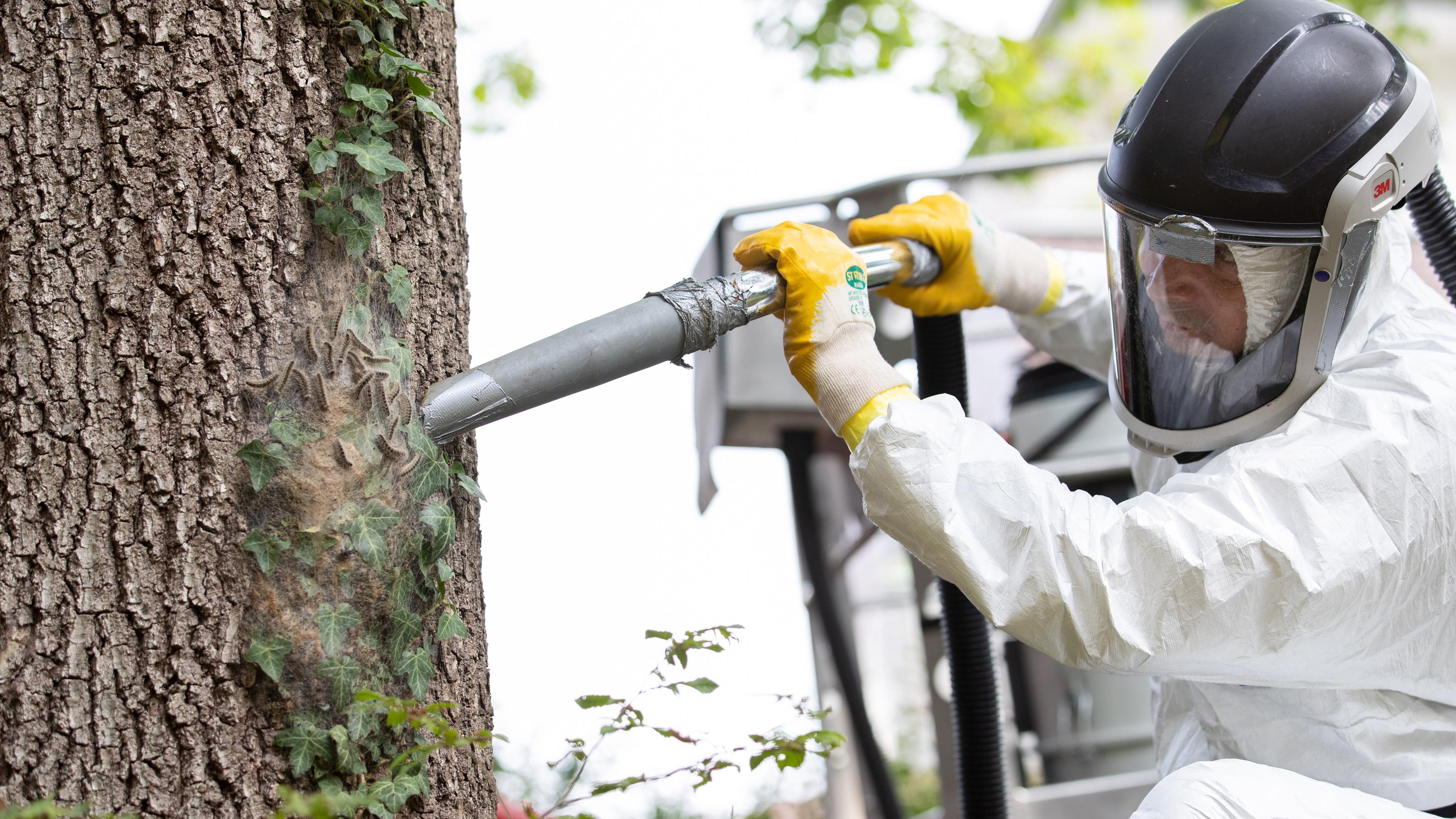 Ein Mitarbeiter einer Schädlingsbekämpfungsfirma saugt Eichenprozessionsspinner vom Stamm einer Eiche ab. 