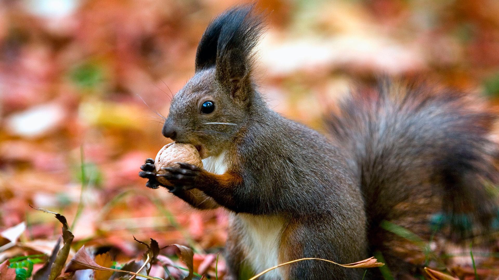 Ein Eichhörnchen knackt eine Nuss