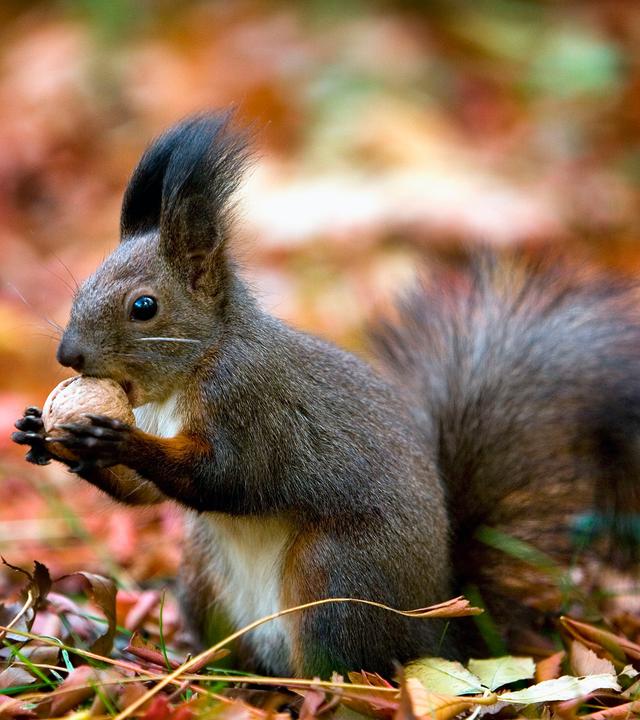 Ein Eichhörnchen knackt eine Nuss