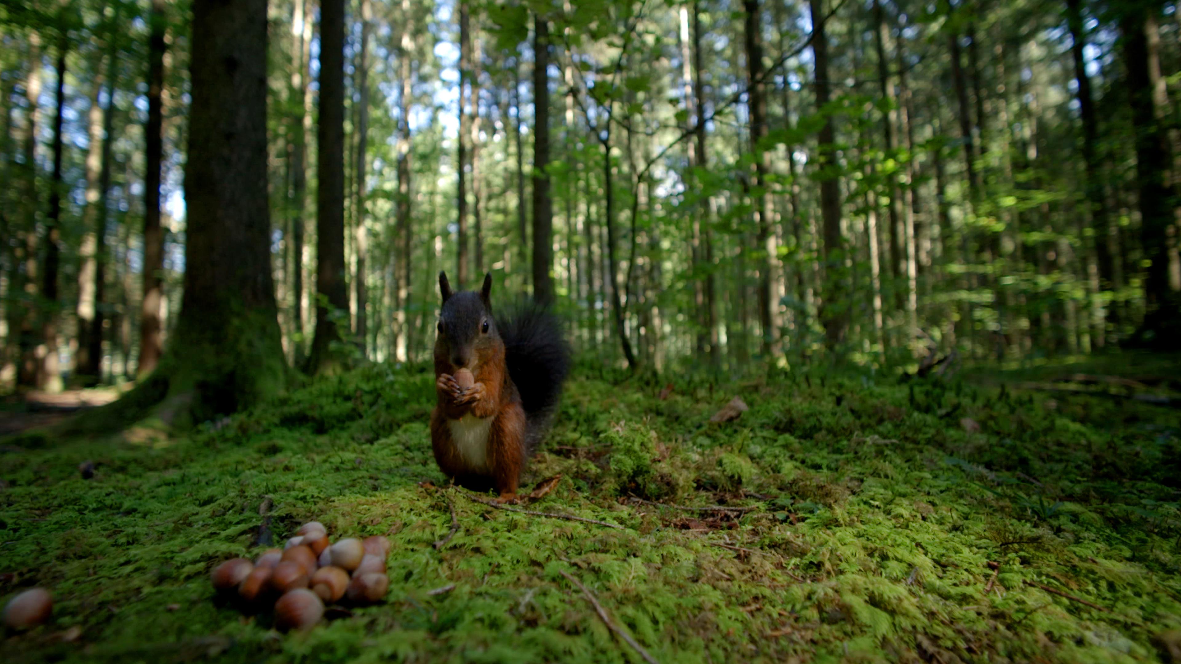 Eichhörnchen im Wald