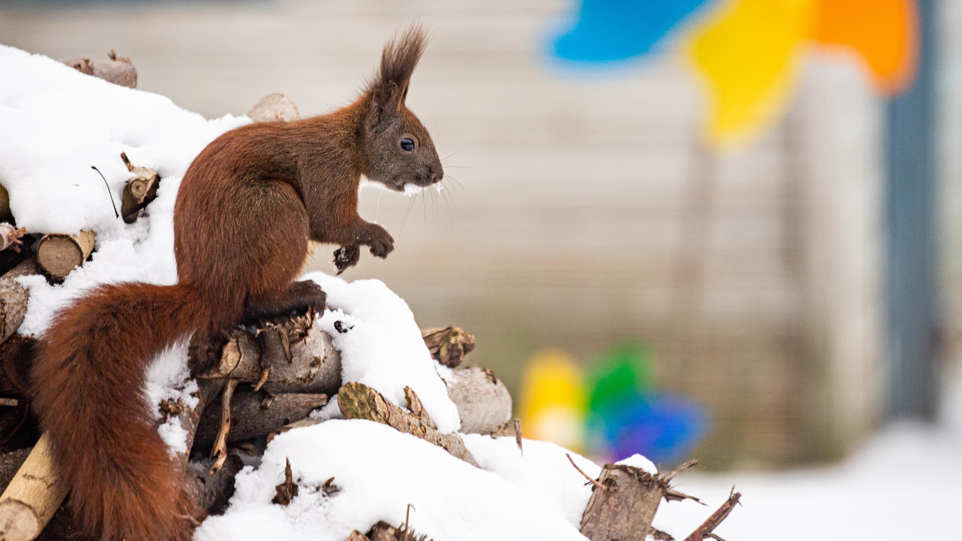 Berlin: Ein Eichhörnchen sitzt in einem Garten in Tempelhof auf einem Holzstapel. 