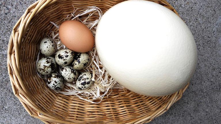 Verschieden große Eier in einem Korb