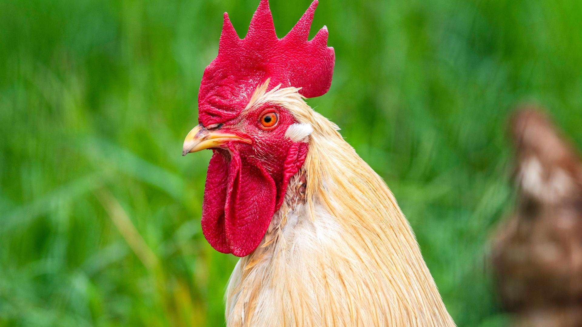 Freilaufende Hühner in der Geflügelzucht mit artgerechter Haltung 