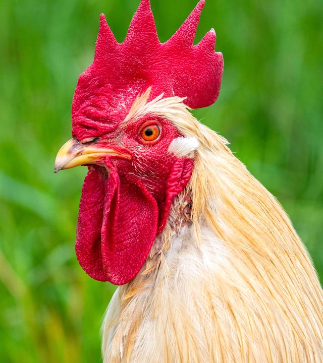 Freilaufende Hühner in der Geflügelzucht mit artgerechter Haltung 