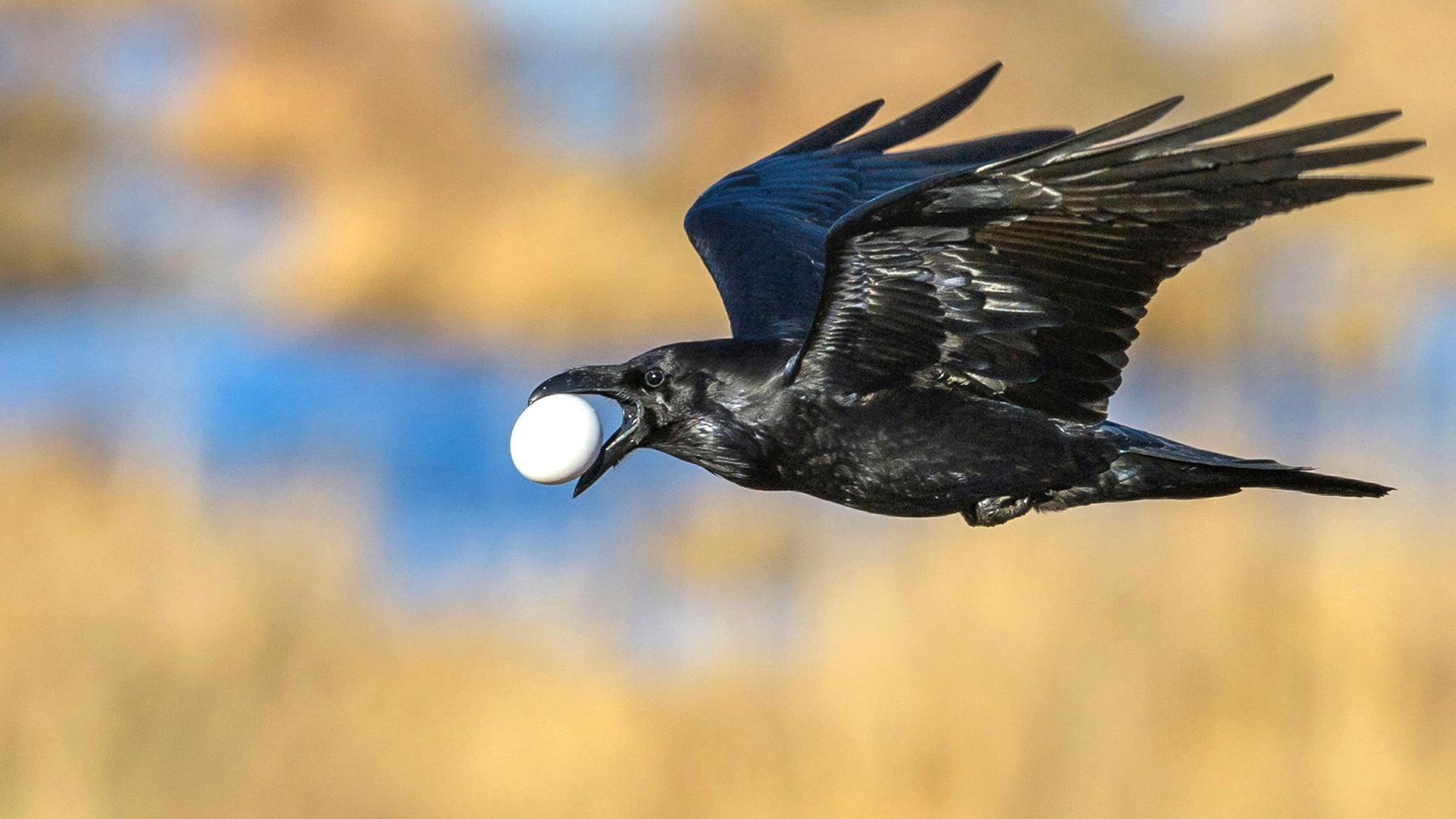 Ein Kolk-Rabe mit einem gestohlenen Gänse-Ei im Schnabel