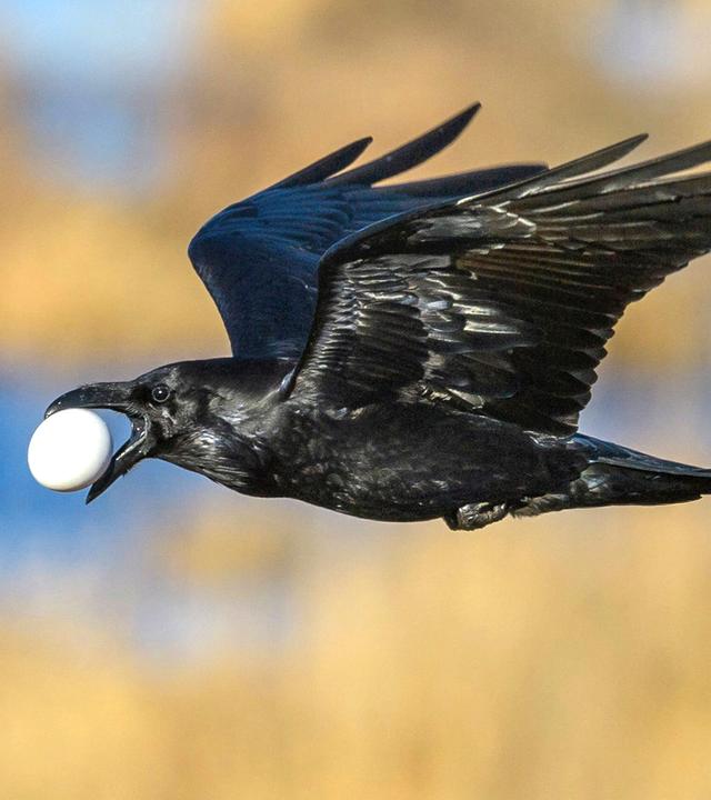Ein Kolk-Rabe mit einem gestohlenen Gänse-Ei im Schnabel