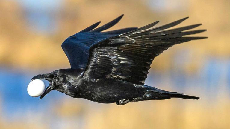 Ein Kolk-Rabe mit einem gestohlenen Gänse-Ei im Schnabel