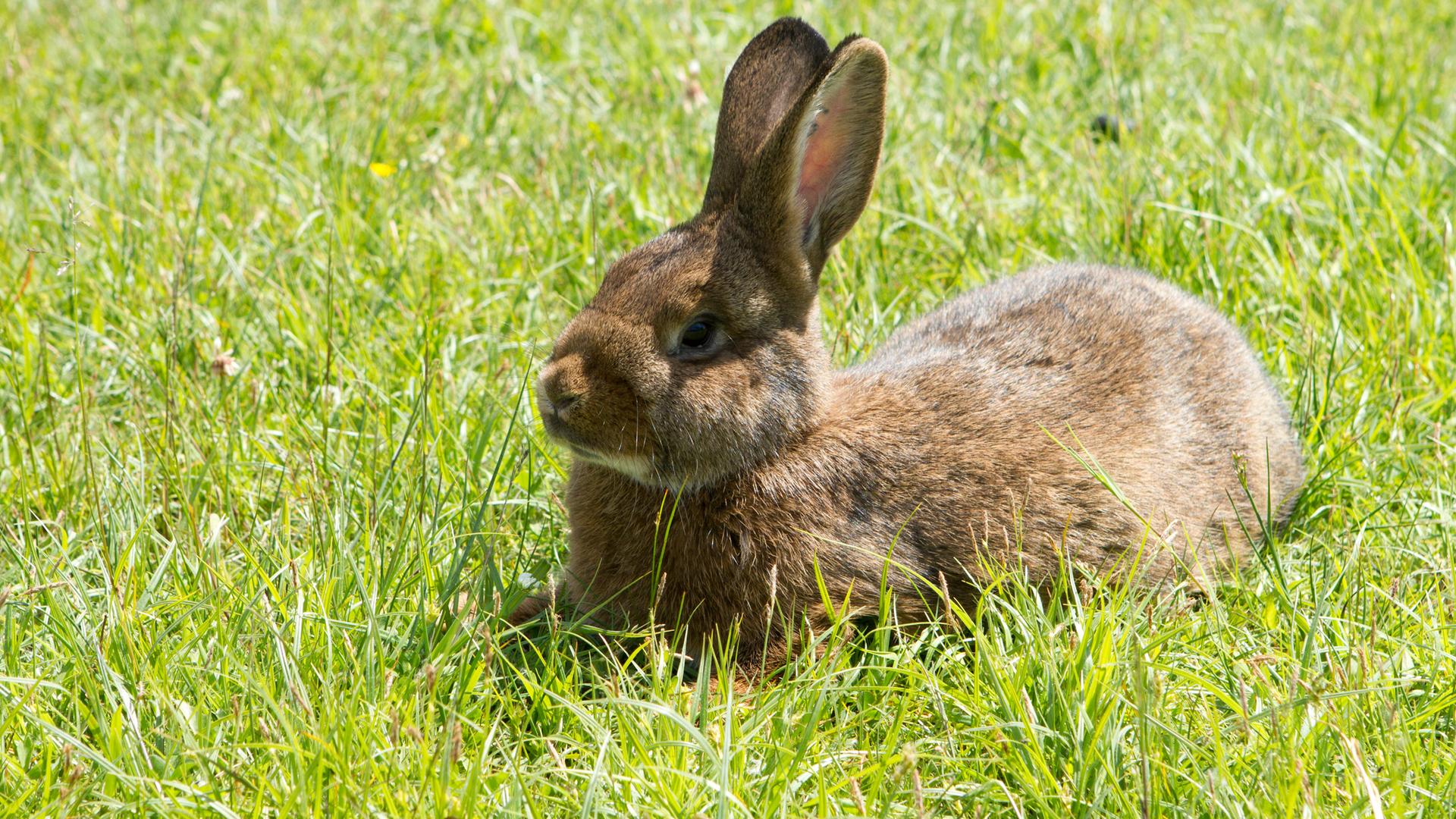 Ein Kaninchen kauert auf der Wiese