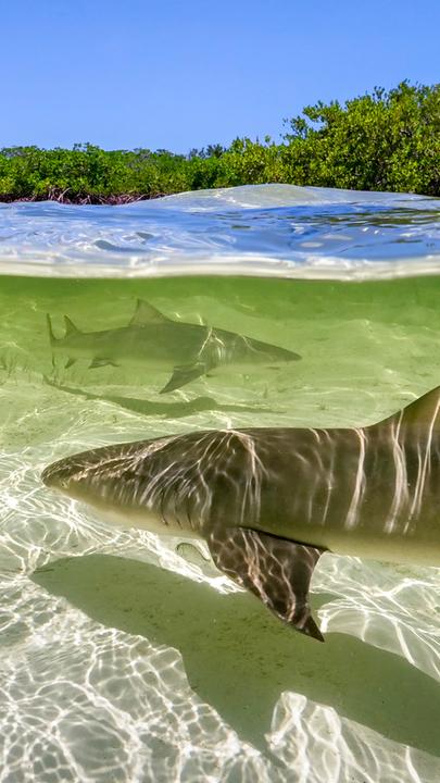 Zitronenhaie im Meer vor einem Mangrovenwald