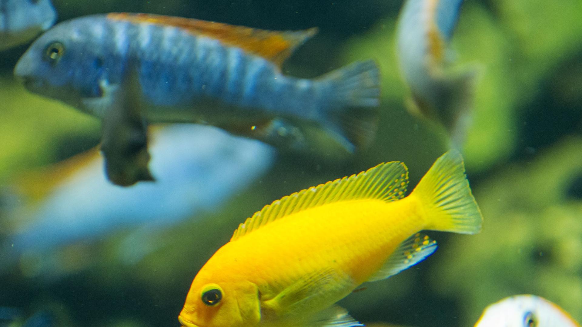 Ein Fisch schwimmt in einem Aquarium.