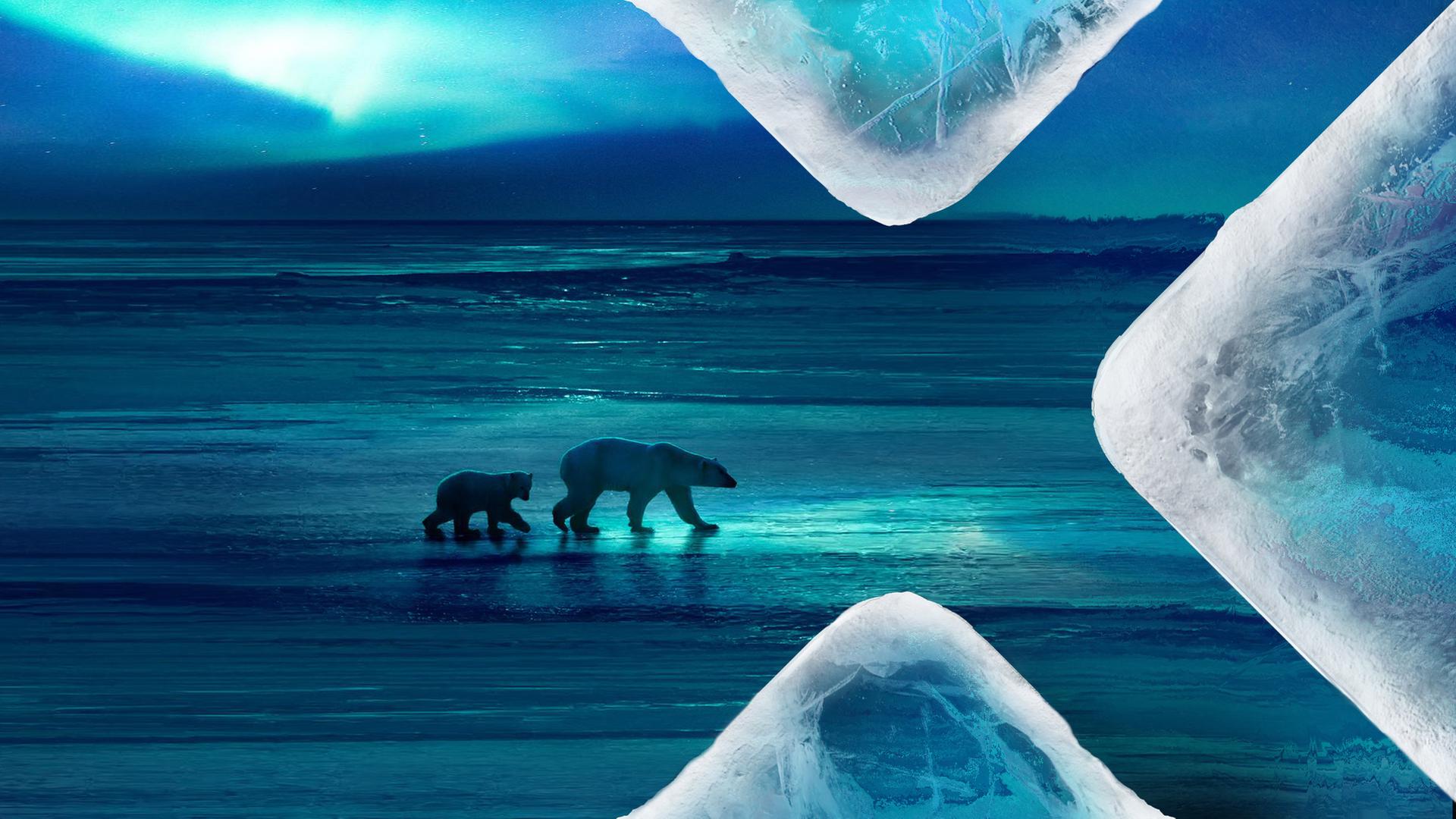 Polarlicht Eisbären