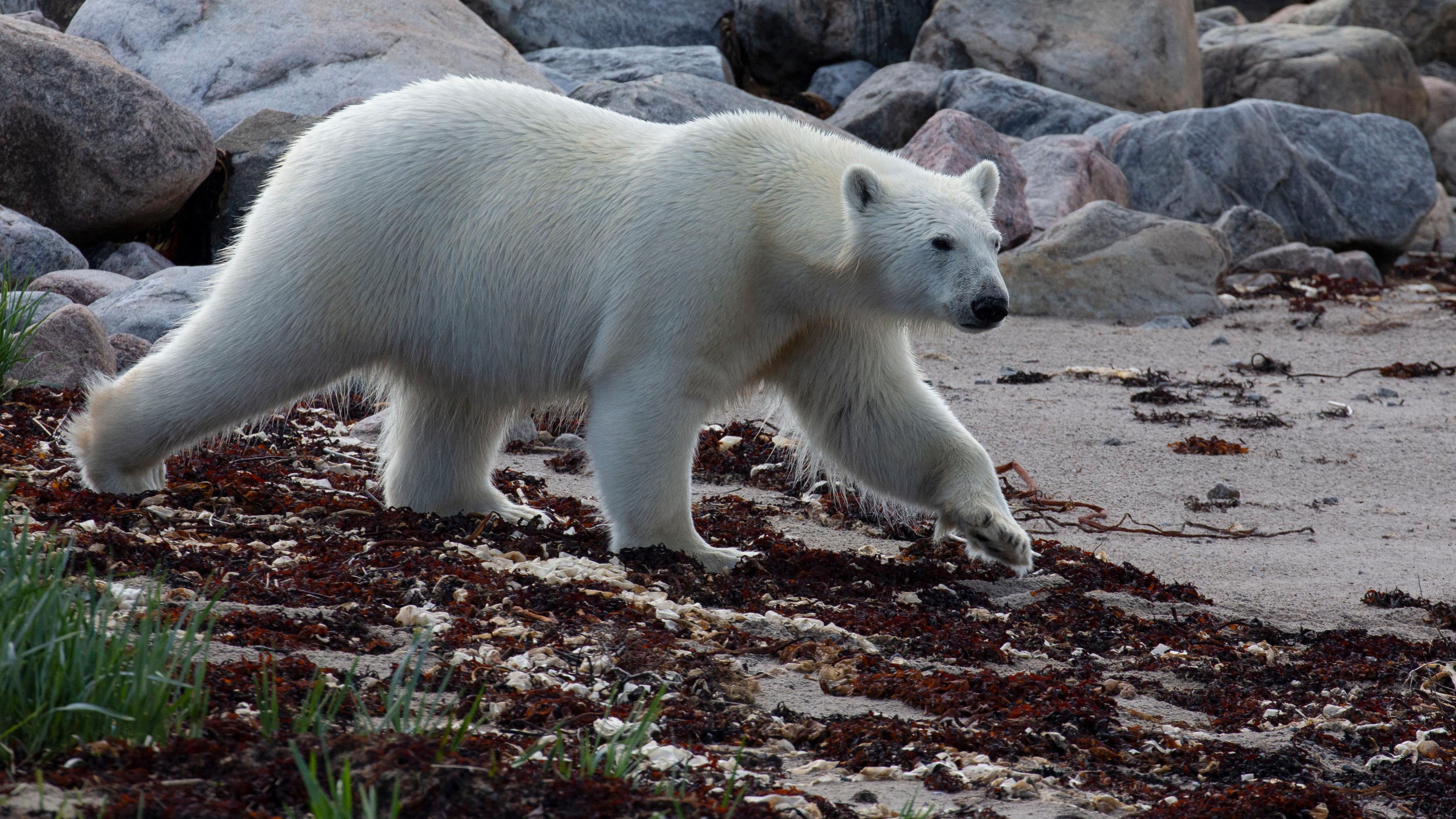 Eisbär in der Hudson Bay, Kanada, auf dem Weg zur Jagd