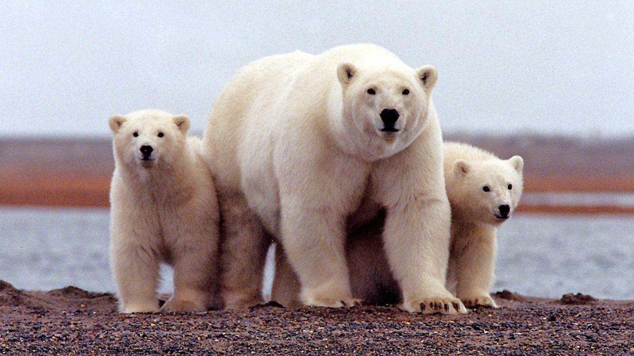 WWF warnt vor katastrophalem Artensterben