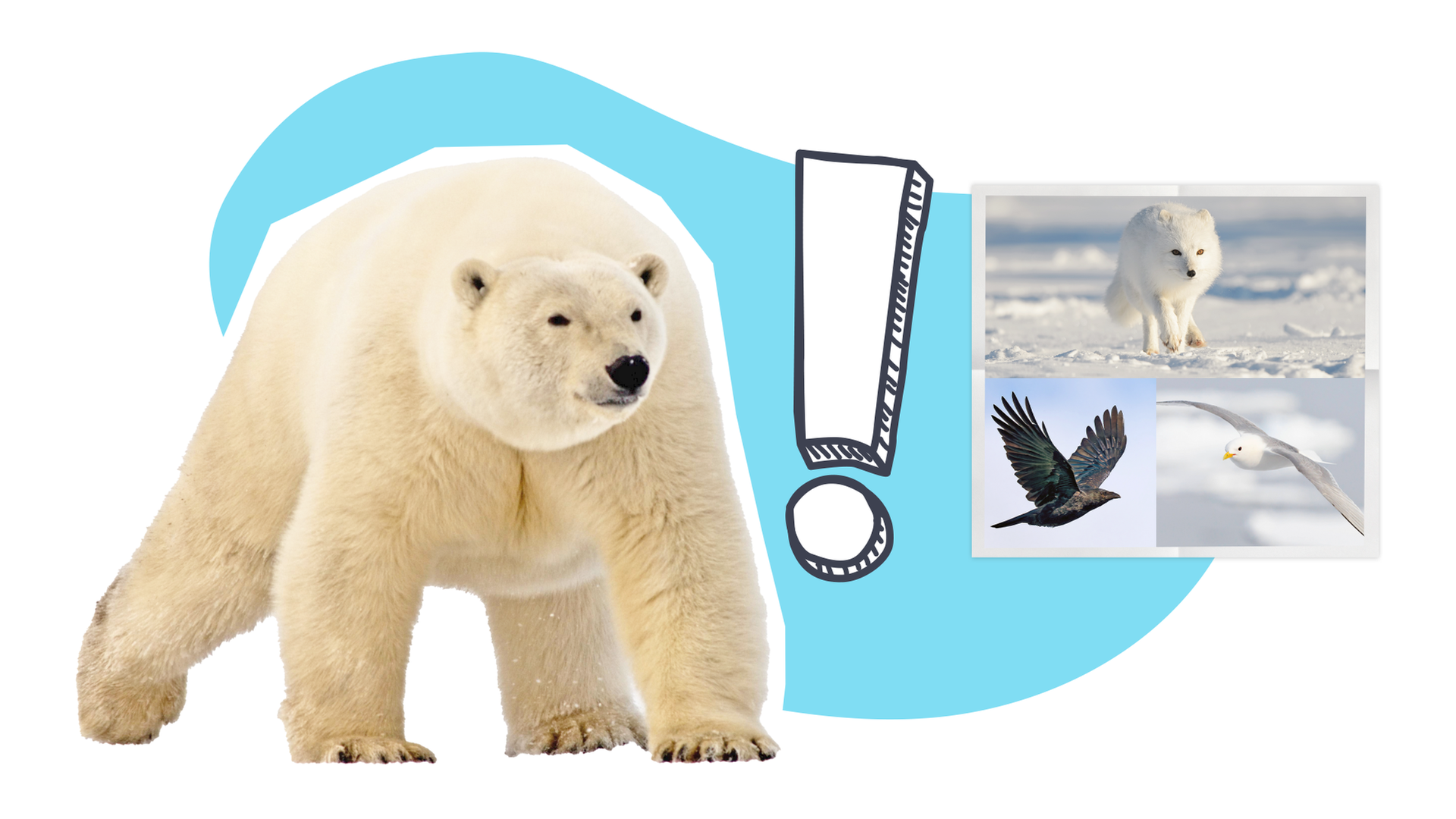 Bild für So helfen Eisbären anderen Tieren