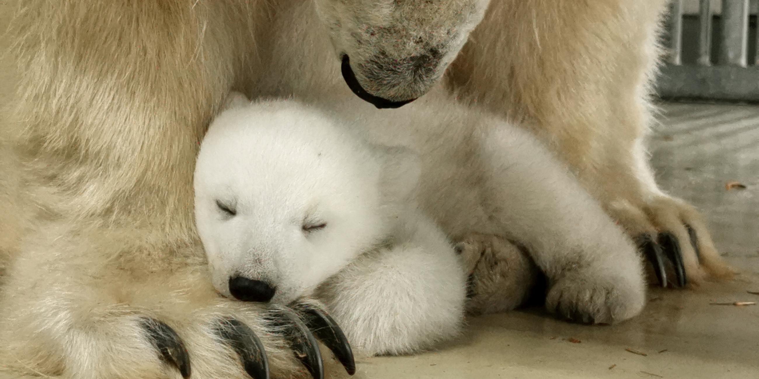 Ein Eisbärenbaby kuschelt im Tierpark Hagenbeck mit seiner Mutter Victoria.