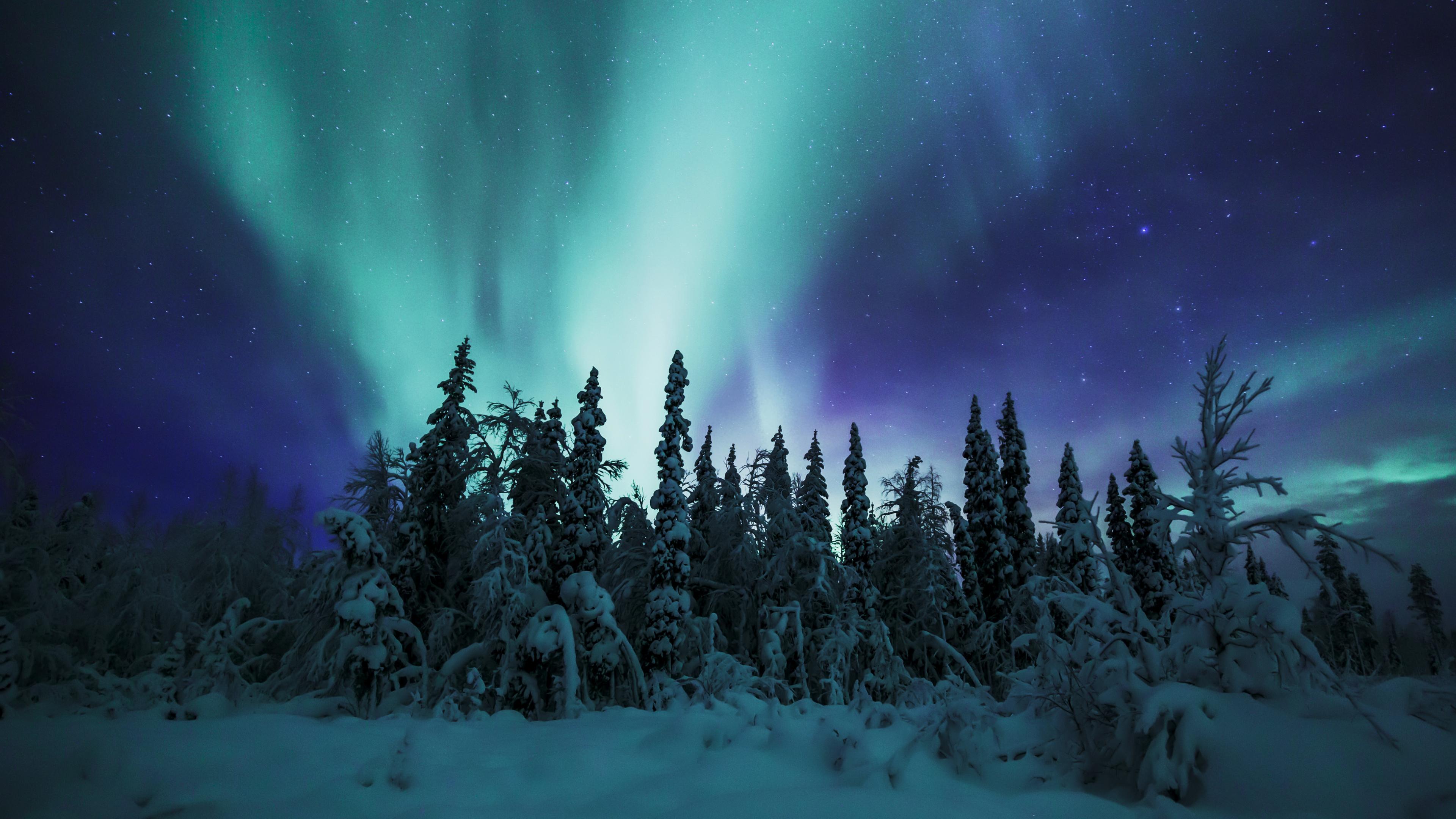 Nachtaufnahme von Polarlicht am Himmel über verschneitem Wald.