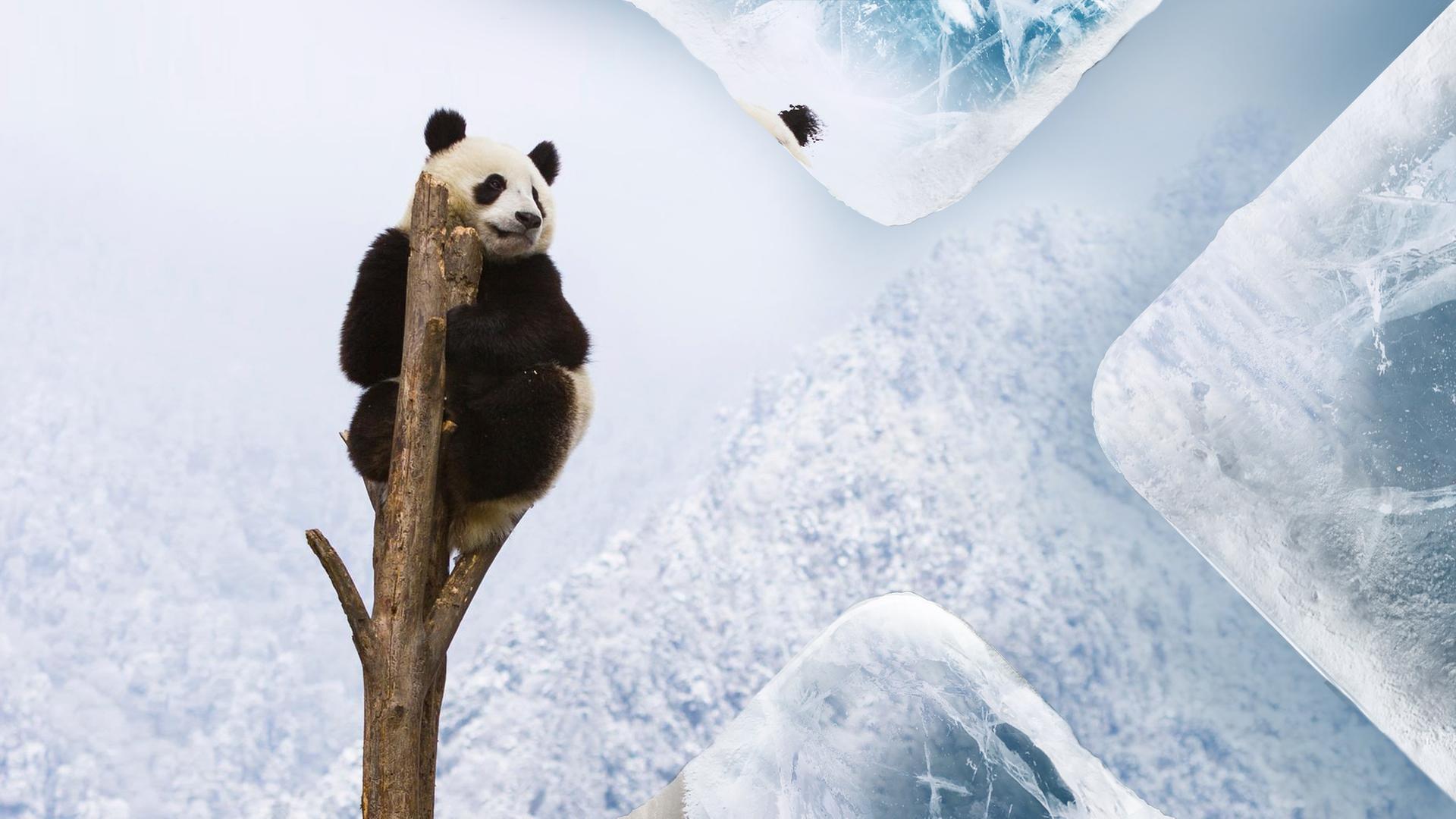 Eisige Welten II - Planet der Extreme