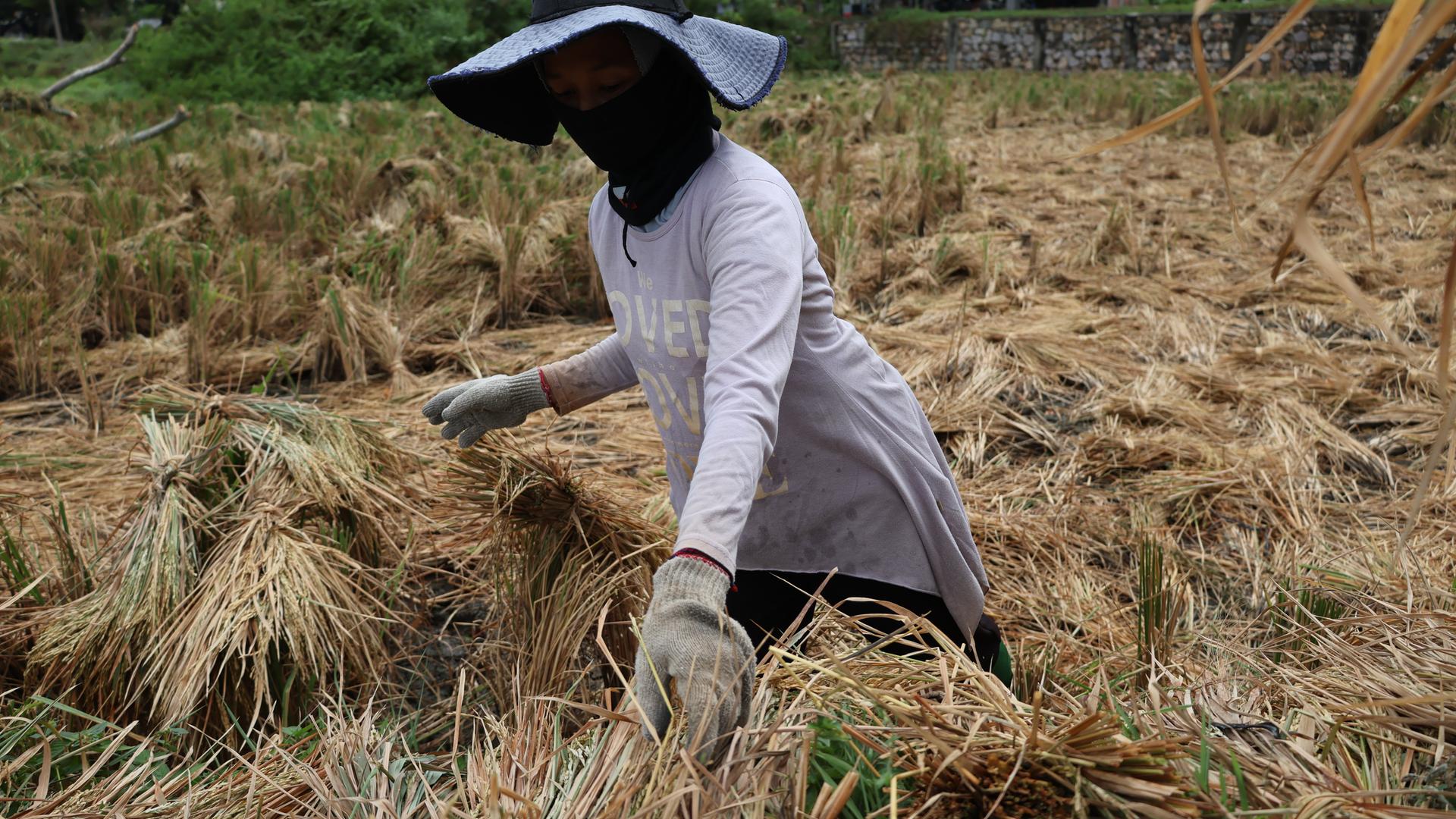 Indonesian farmers suffer losses amidst effects of El Nino