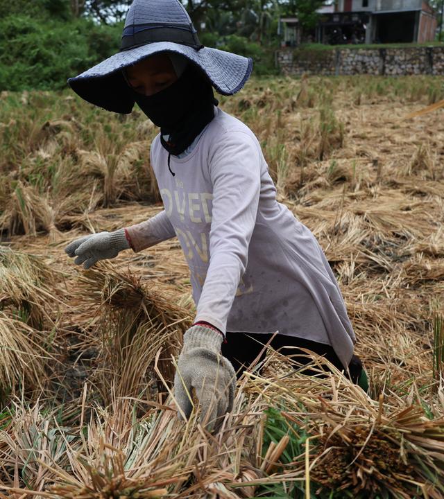 Indonesian farmers suffer losses amidst effects of El Nino