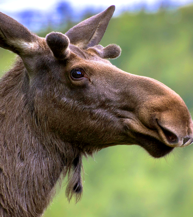 Ein Elch steht auf der Wiese